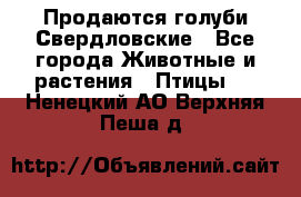 Продаются голуби Свердловские - Все города Животные и растения » Птицы   . Ненецкий АО,Верхняя Пеша д.